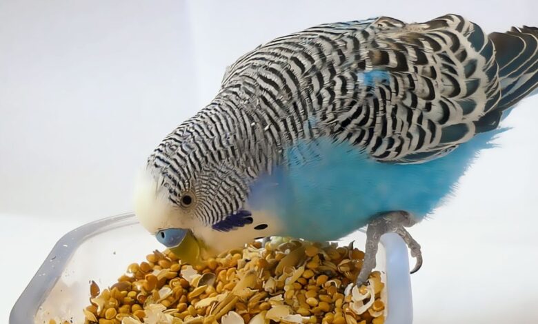 Best Budgie Cage Cleaning Accessories from Amazon
