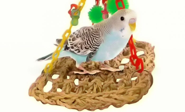 budgie soft toy