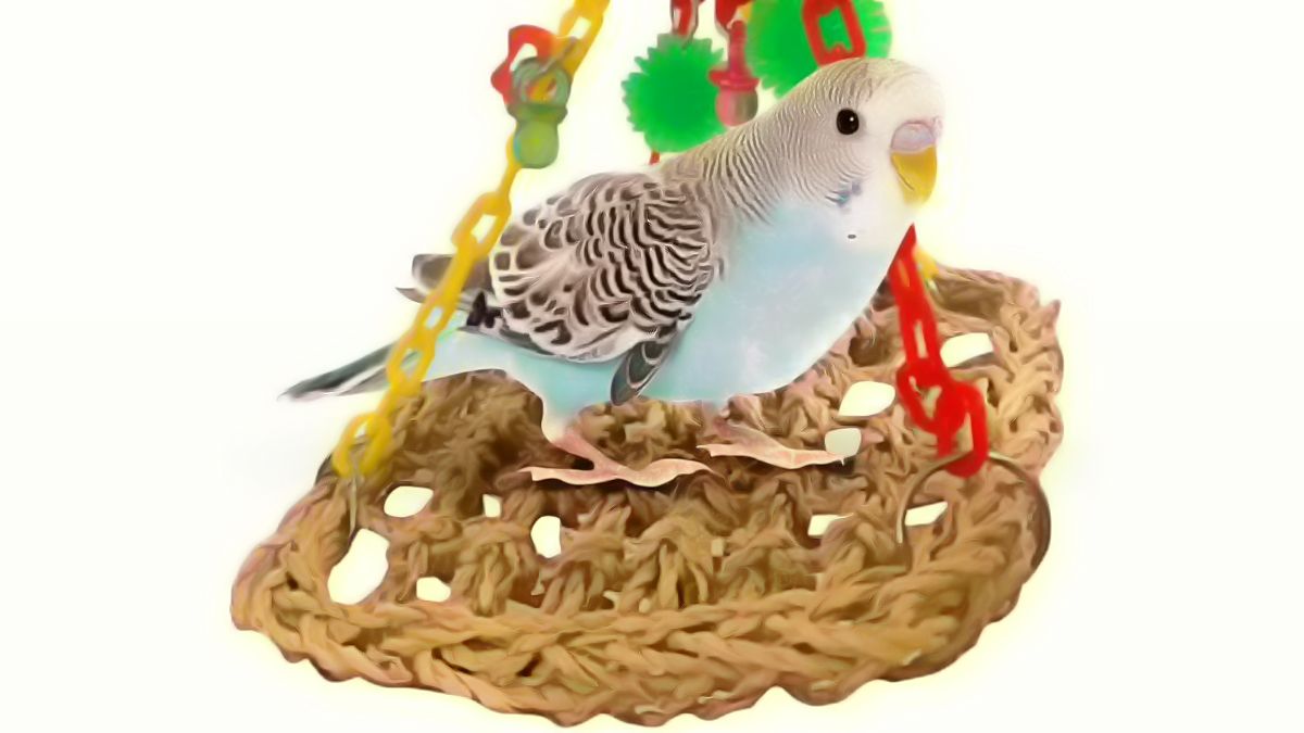 Best foraging toys for Budgies from Amazon to keep them happy