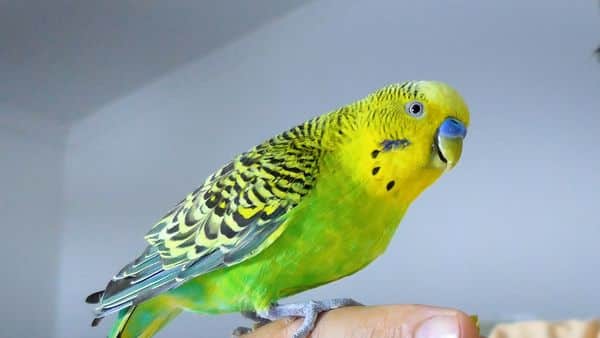 LOST BIRD? HOW TO GET ESCAPED BUDGIE BIRD BACK HOME