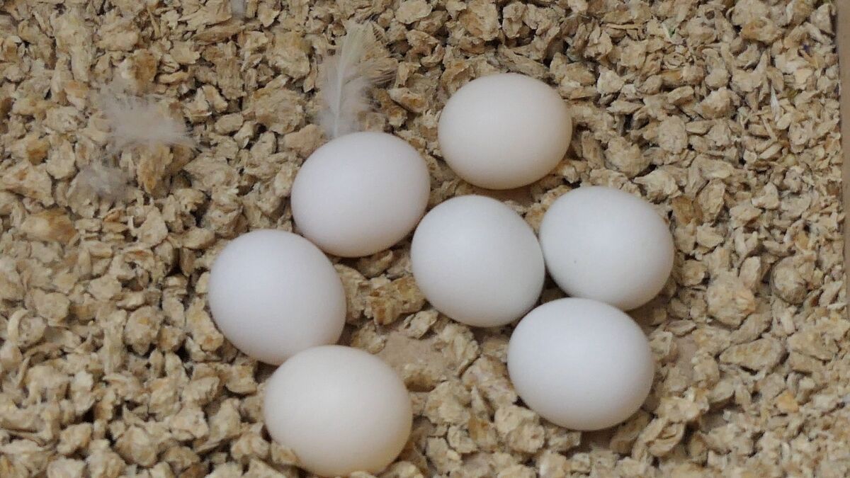 How often do Budgies lay Eggs Everything about Budgie Eggs
