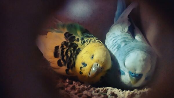 How often do Budgies lay Eggs? Everything about Budgie Eggs breed