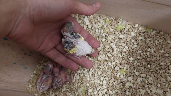 baby budgie getting feathers