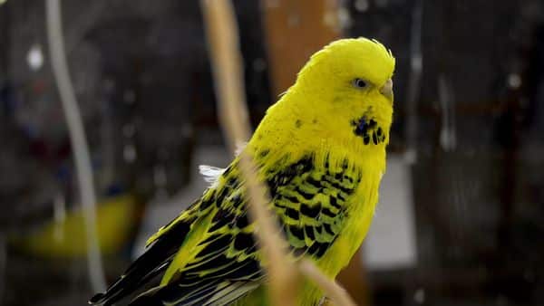 Boredom is a great cause for stress in birds