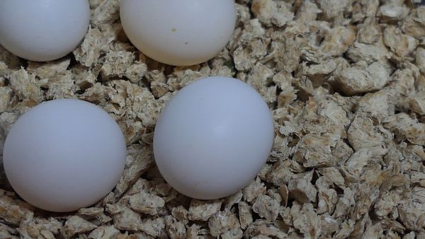 Budgie eggs are so small