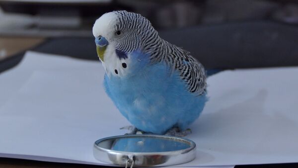 Your Budgie died? How to prevent it? What is the cause? One of the worst things you can do to your budgie is exposing him to stress.