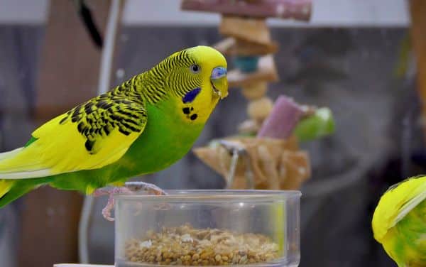 BUDGIE DIED FROM STRESS?! HOW BUDGIE CAN DIE