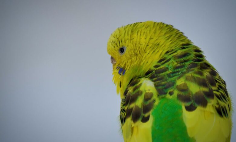 BUDGIE FEATHERS - EVERYTHING YOU SHOULD KNOW ABOUT