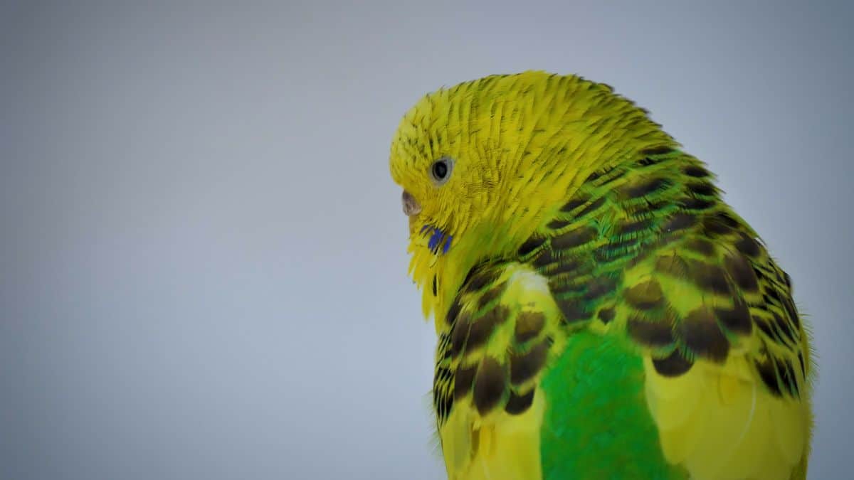 BUDGIE FEATHERS - EVERYTHING YOU SHOULD KNOW ABOUT