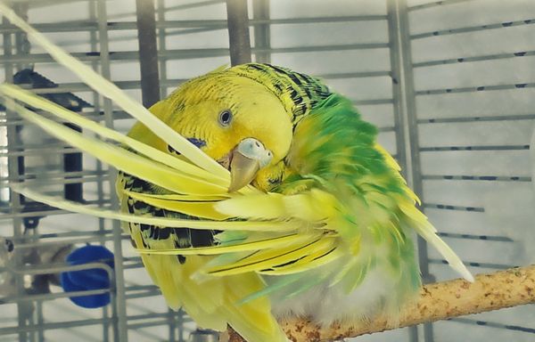 Best Budgie Cage Cleaning Accessories from Amazon