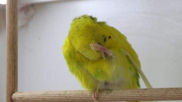 Budgie Preening