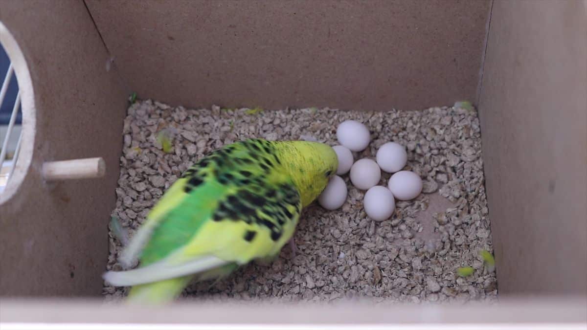 EXCESSIVE EGG LAYING REASONS AND HOW TO PREVENT TOO MANY EGGS IN BUDGIES