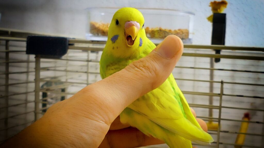 HOW TO STOP A BUDGIE FROM BITING BEST ADVICE