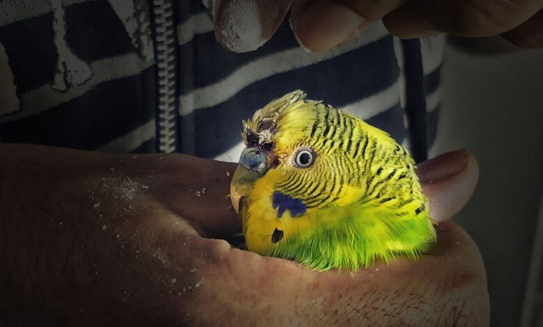 HOW TO STOP BIRD BLEEDING Save your Budgie now!
