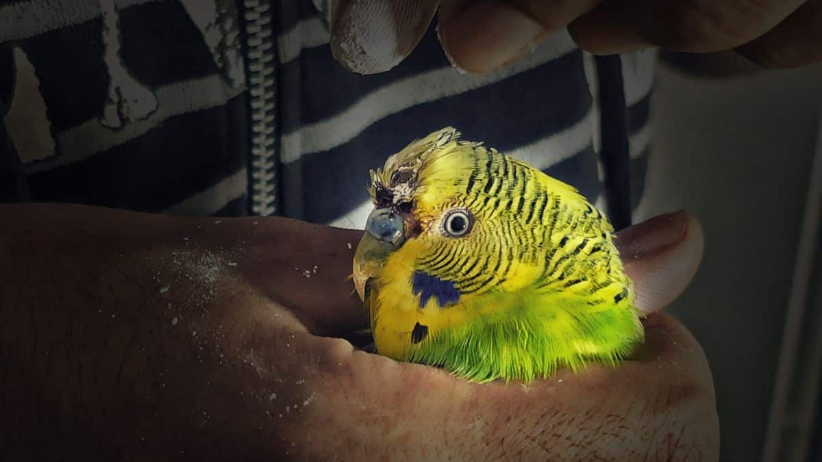 HOW TO STOP BIRD BLEEDING Save your Budgie now!