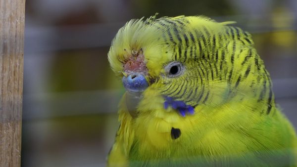 HOW TO STOP BIRD BLEEDING Save your Budgie now!