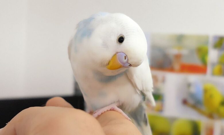 How do I Stop My Budgies from Screaming Tips & Tricks