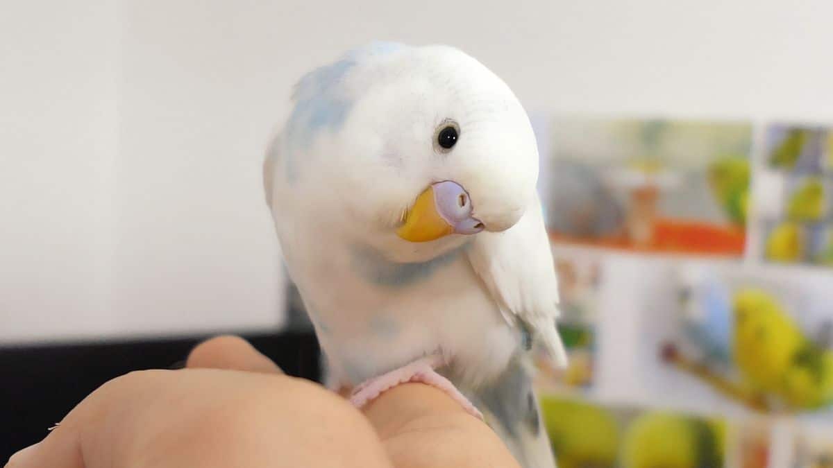 How do I Stop My Budgies from Screaming Tips & Tricks 