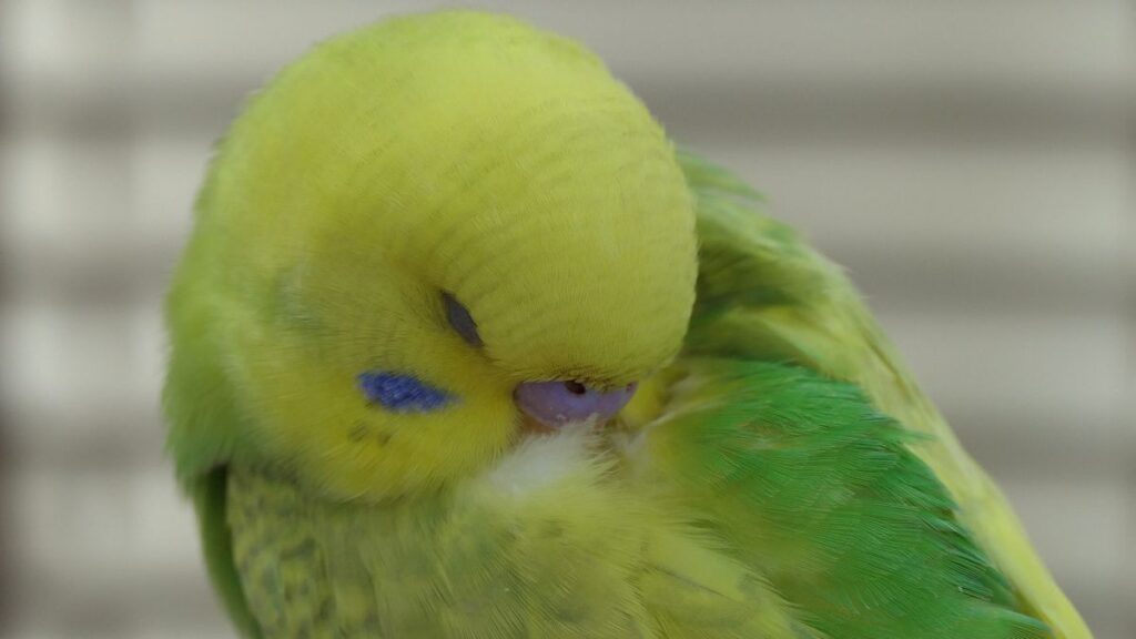 NORMAL BUDGIE BEHAVIOUR, what is normal