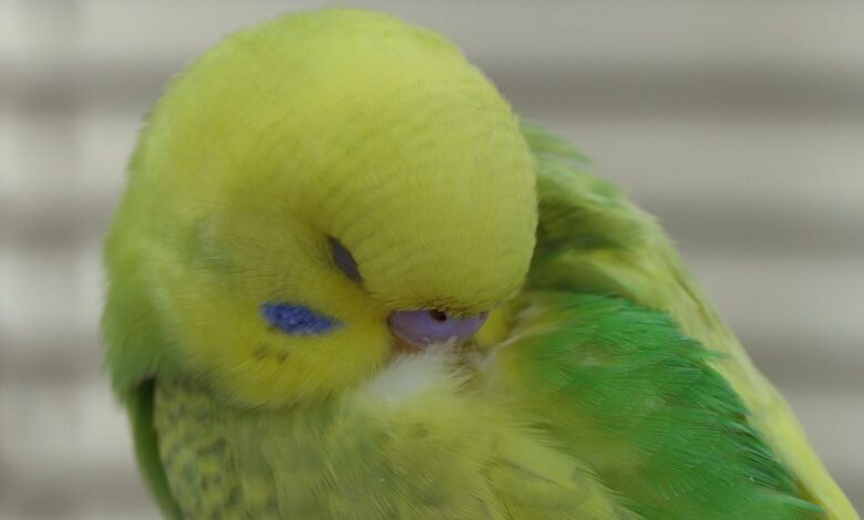 NORMAL BUDGIE BEHAVIOUR, what is normal
