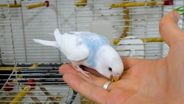 HOW TO STOP A BUDGIE FROM BITING BEST ADVICE