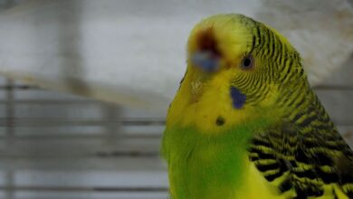 HOW TO STOP BIRD BLEEDING? Save your Budgie now!