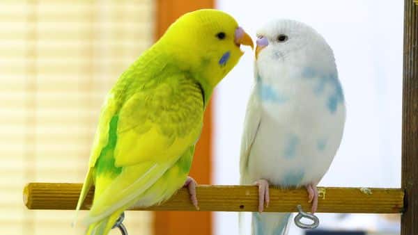 HOW TO STOP A BUDGIE FROM BITING? BEST ADVICE