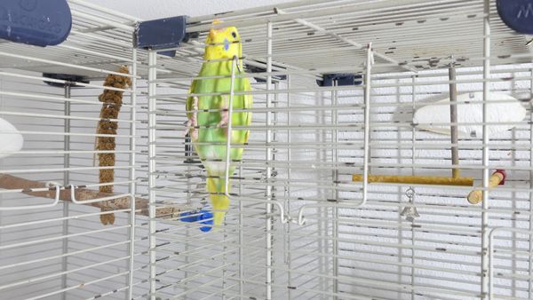 budgie cage screaming