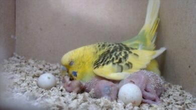 EXCESSIVE EGG LAYING AND HOW TO PREVENT TOO MANY EGGS IN BUDGIES