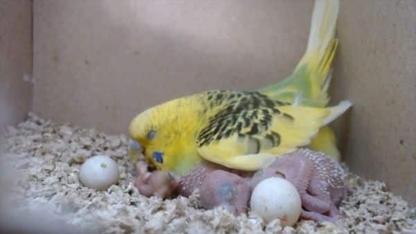 budgie eggs and babies