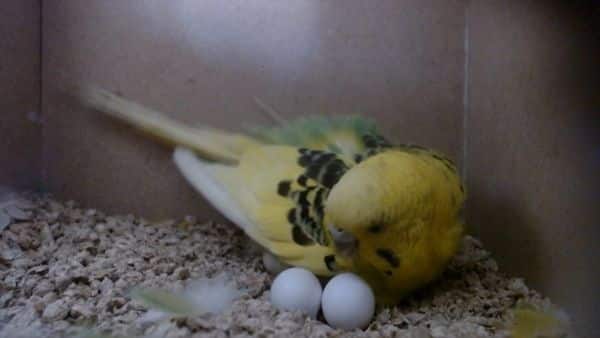 EXCESSIVE EGG LAYING REASONS AND HOW TO PREVENT TOO MANY EGGS IN BUDGIES