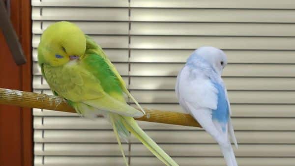 NORMAL BUDGIE BEHAVIOUR, what is normal