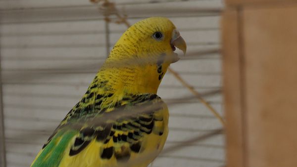 female budgie after laying an egg