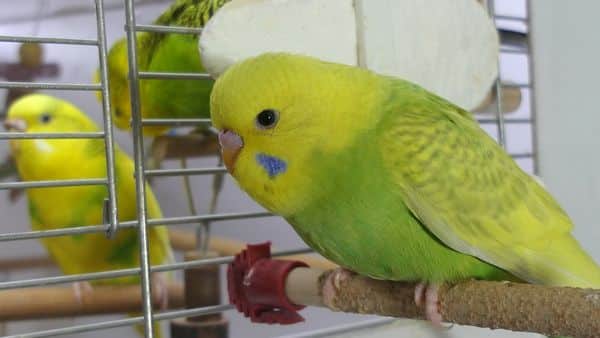 How do I Stop My Budgies from Screaming? Tips & Tricks 