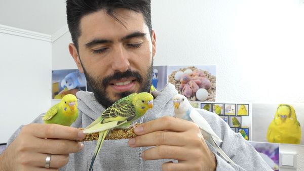 NORMAL BUDGIE BEHAVIOUR, what is normal?