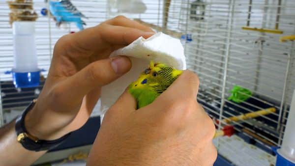 HOW TO STOP BIRD BLEEDING? Save your Budgie now!