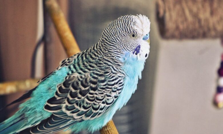Budgie Moulting! Why Budgies losing feathers