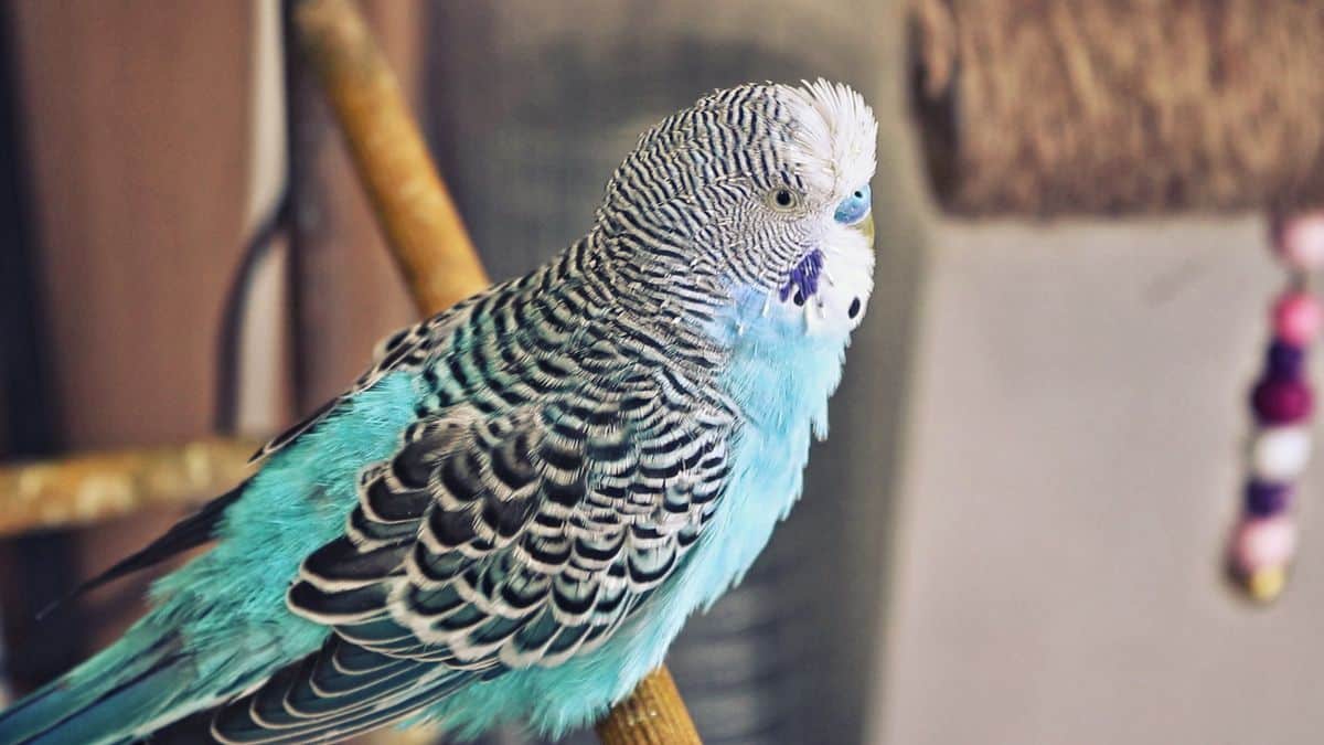 Budgie Moulting! Why Budgies losing feathers