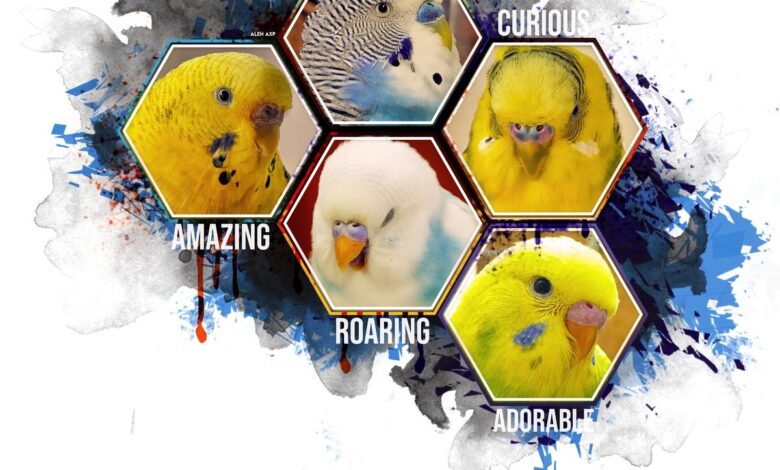 Budgie Questions and Answers