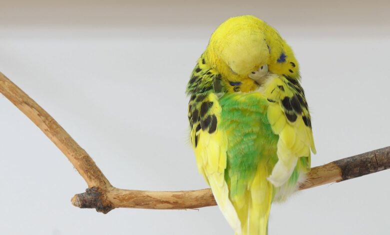DEAD BUDGIE – SYMPTOMS OF A DYING BUDGIE