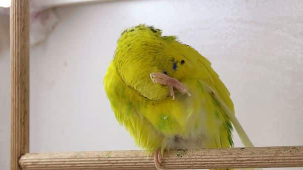 How to Calm a Stressed Budgie What Causes Stress