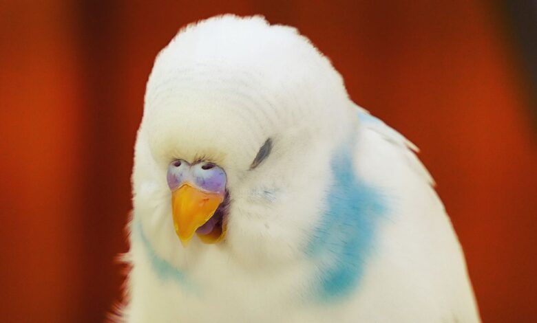 How to Calm a Stressed Budgie What Causes Stress