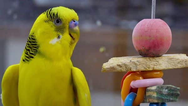 How to Calm a Stressed Budgie What Causes Stress