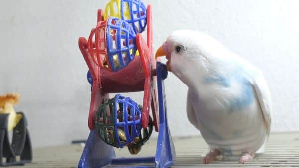 What are Budgie Stress Bars