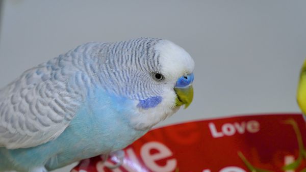 budgie care during losing feathers
