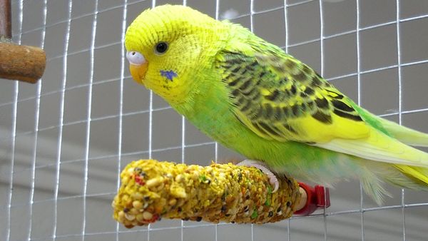 We explain why budgies die, the signs and symptoms to look for, and how to treat a sick budge at home. Moreover, How to comfort a dying budgie.
