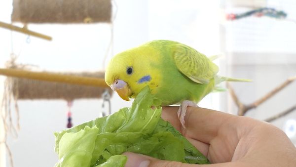 how to feed budgie during moult