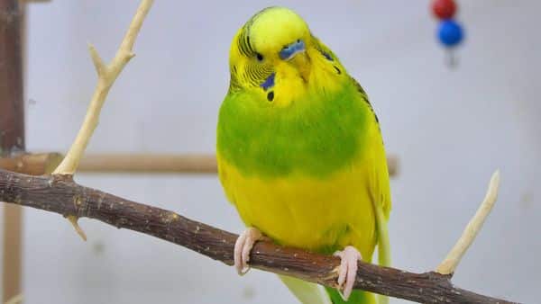 How to Calm a Stressed Budgie What Causes Stress