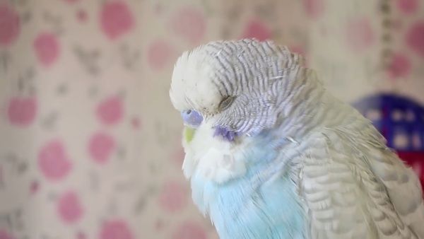 Budgie Moulting! Why Budgies losing feathers?