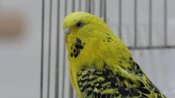 Signs and symptoms to look for in a dying budgie